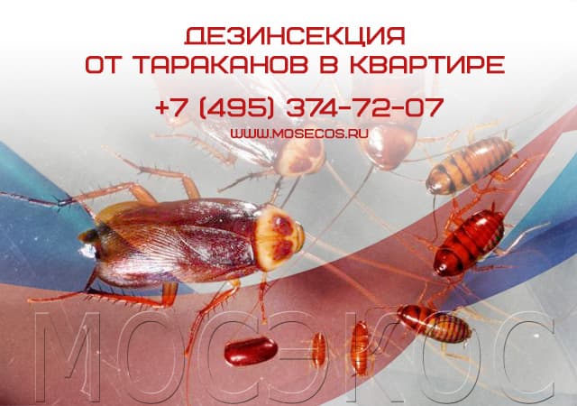 Дезинсекция от тараканов в квартире в Щербинке