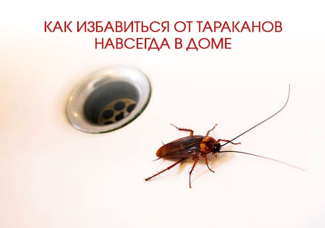 Как избавиться от тараканов в доме в Щербинке