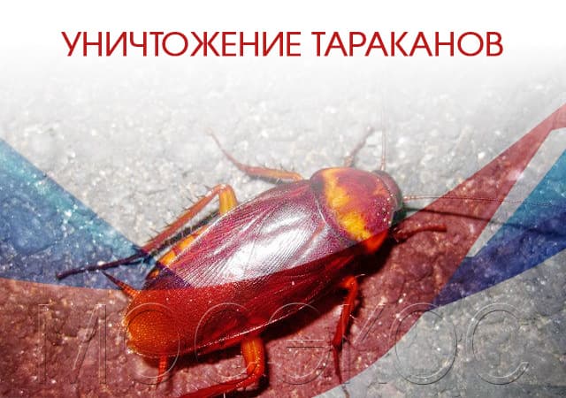 Уничтожение тараканов в Щербинке