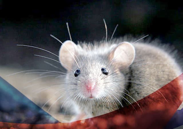Уничтожение мышей в Щербинке
