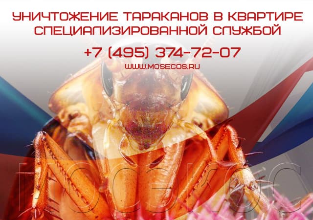 Уничтожение тараканов специализированной службой в Щербинке